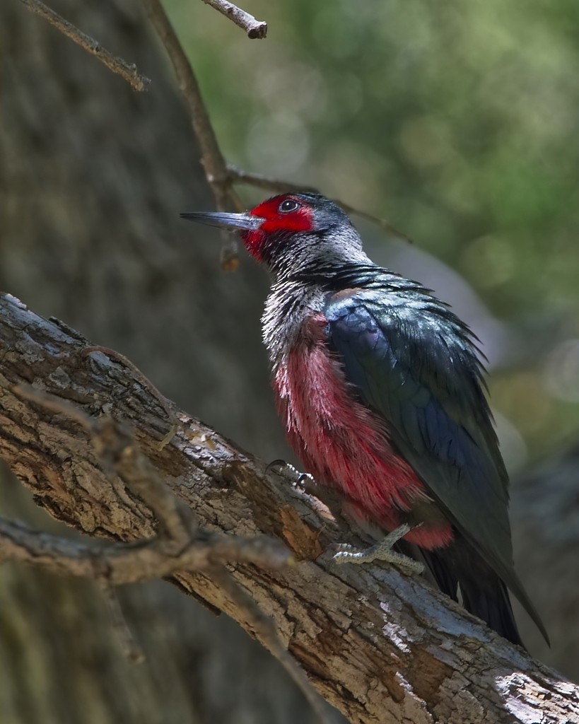 Lewis's Woodpecker - Mark Conner