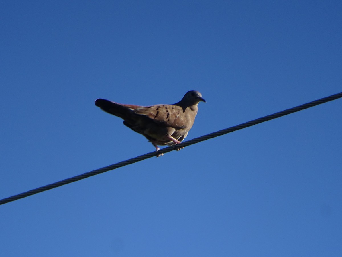 Ruddy Ground Dove - ML614197845