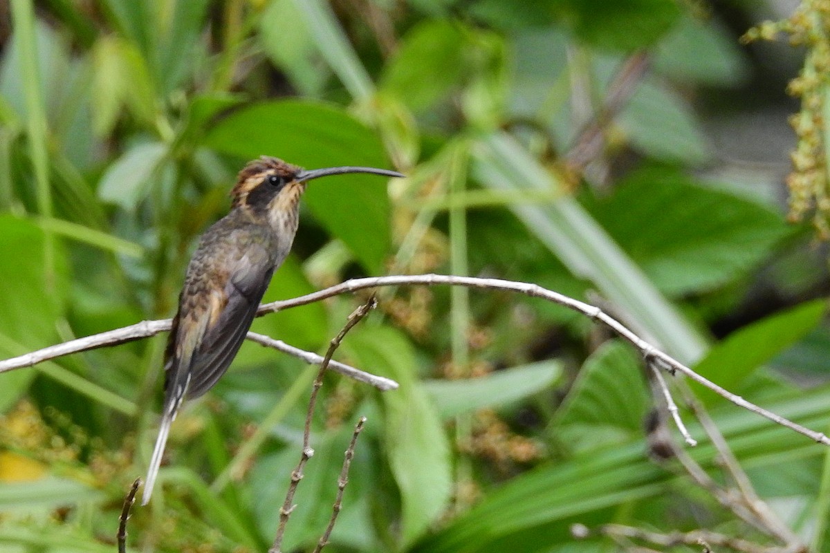 Scale-throated Hermit - ML614197886