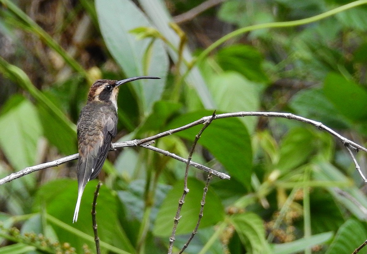 Scale-throated Hermit - ML614197888