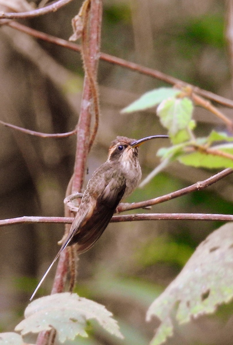 Scale-throated Hermit - ML614197889