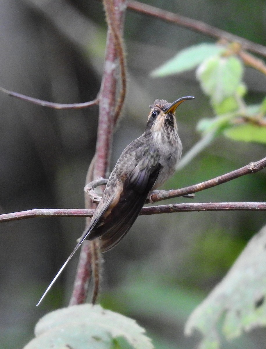 Scale-throated Hermit - ML614197890