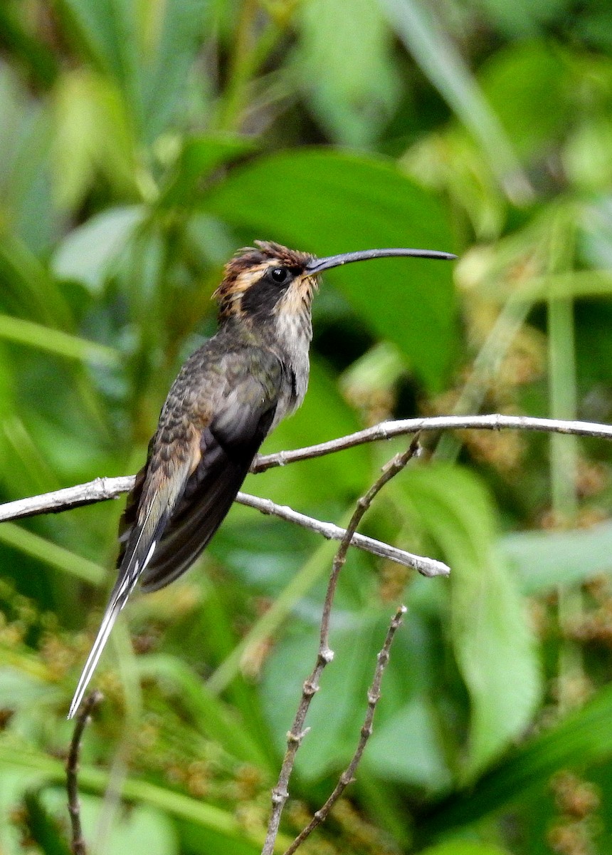 Scale-throated Hermit - Bob Curry