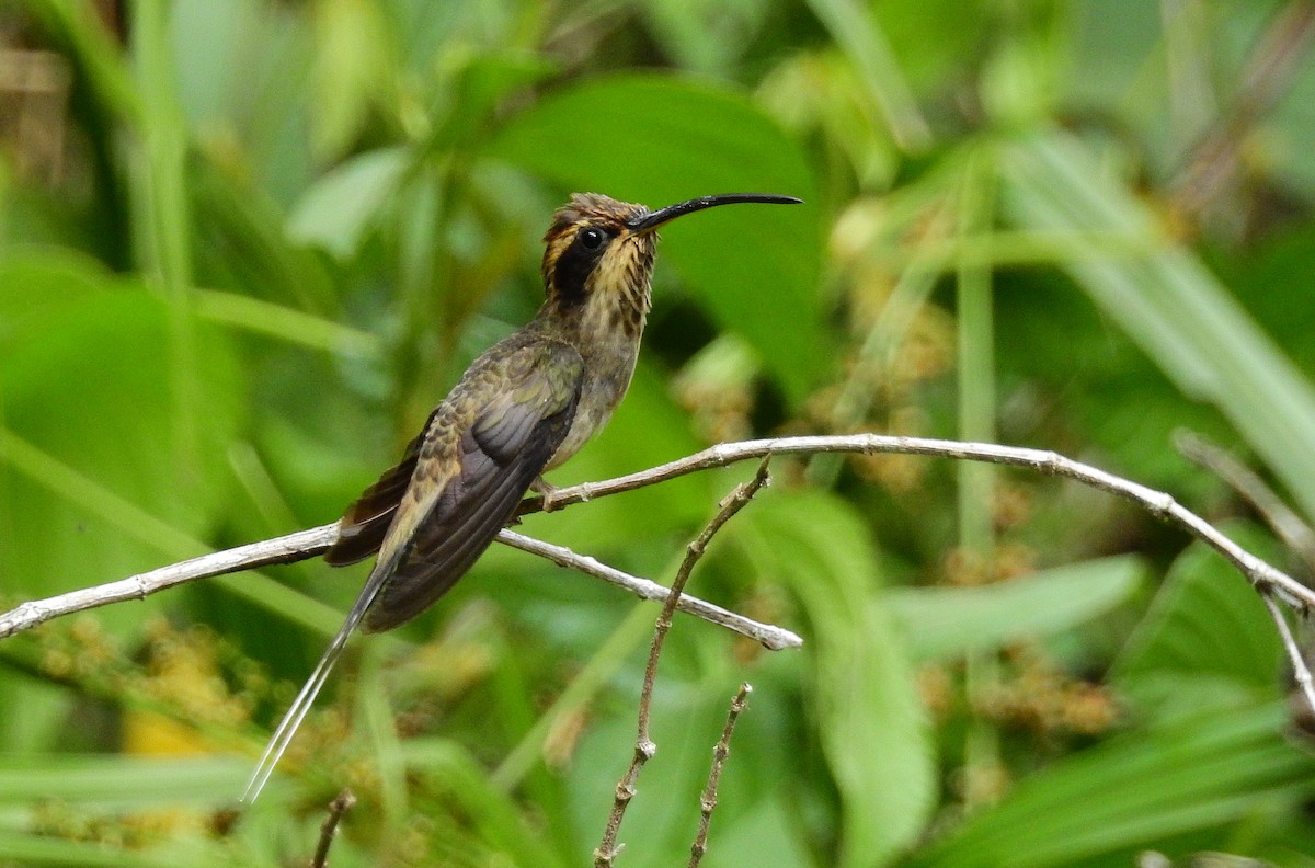 Scale-throated Hermit - ML614197895