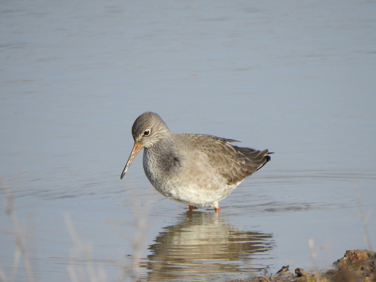 Common Redshank - ML614197902