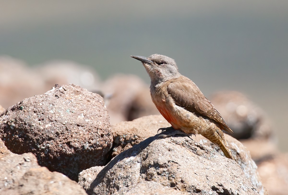 Ground Woodpecker - ML614197911