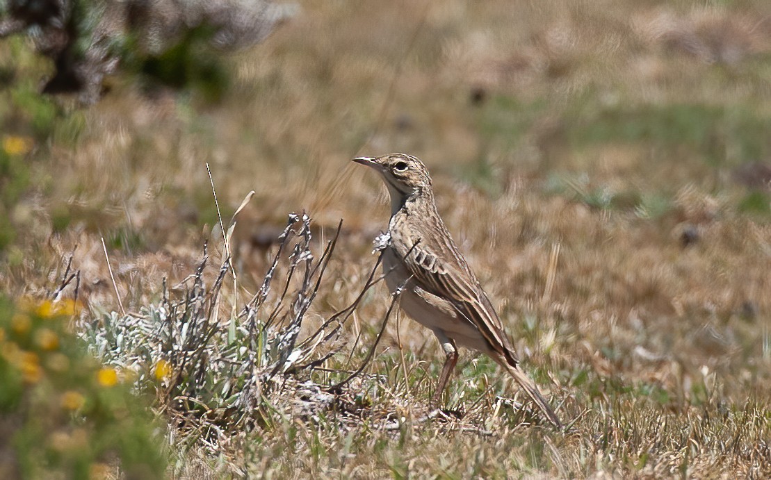 Mountain Pipit - ML614197920