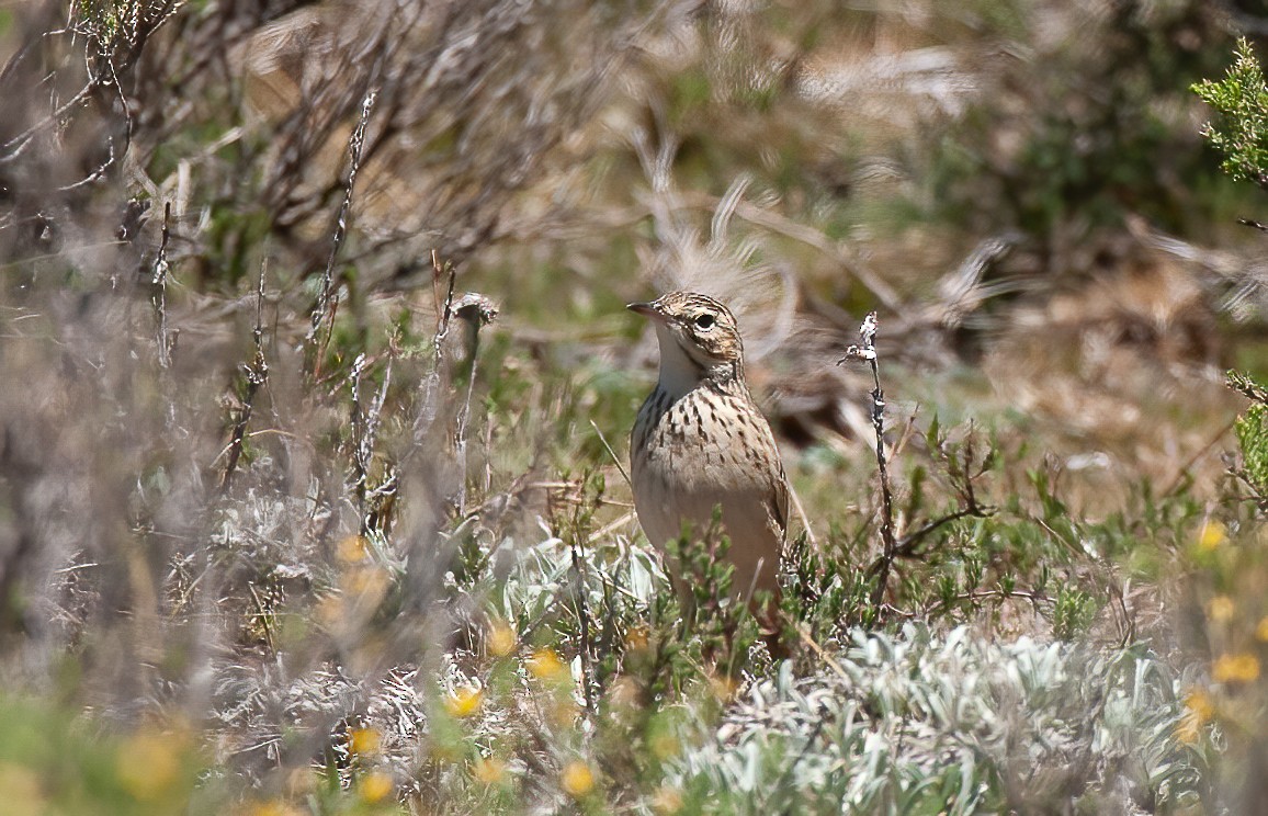 Pipit alticole - ML614197922