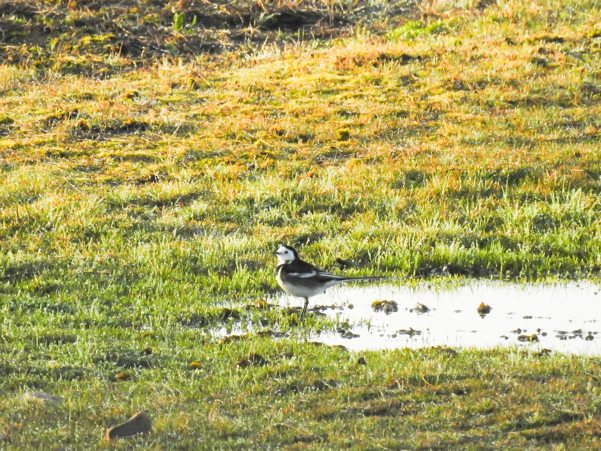 White Wagtail (British) - Juan Carlos Fernandez