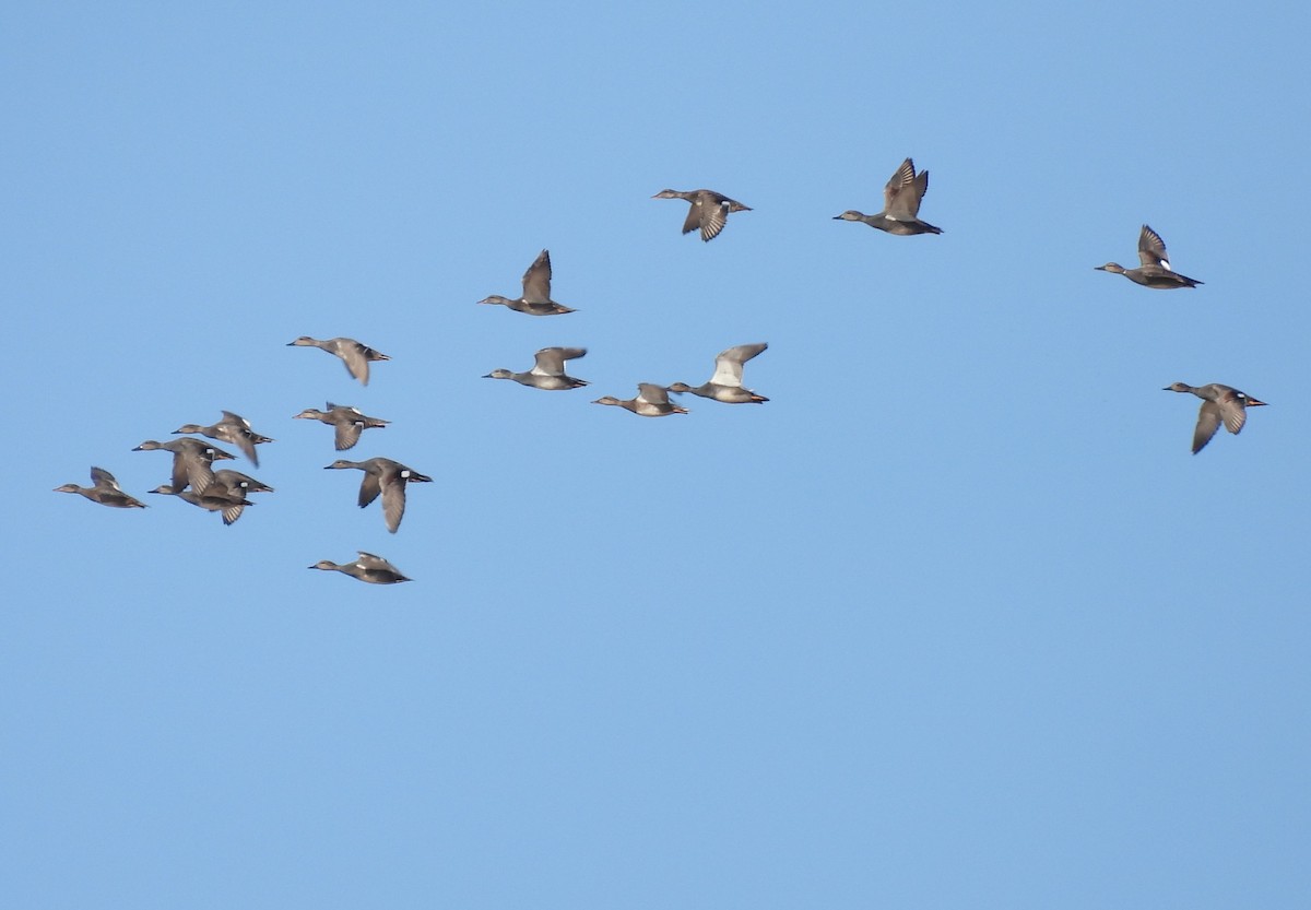 Gadwall - ML614197959