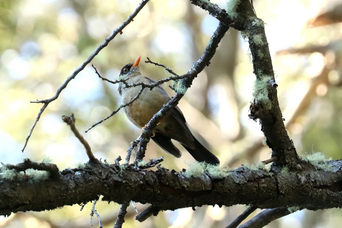 Austral Thrush - ML614197998