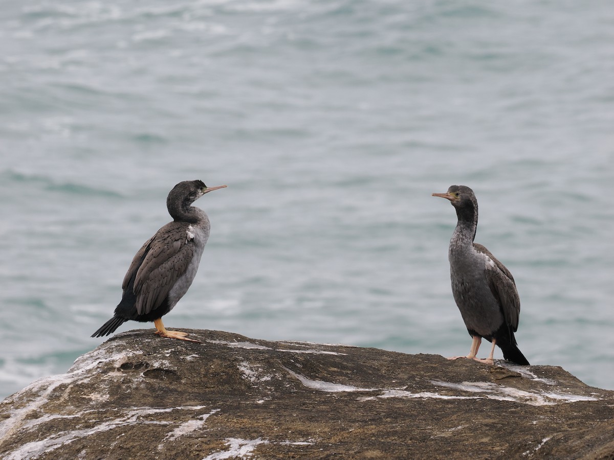 Cormorán Moteado - ML614198047