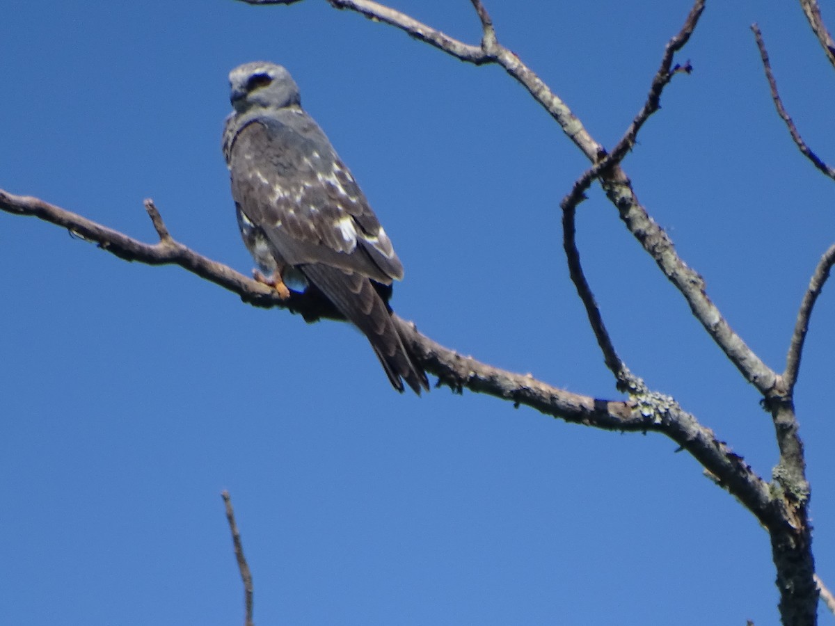 Mississippi Kite - ML614198053