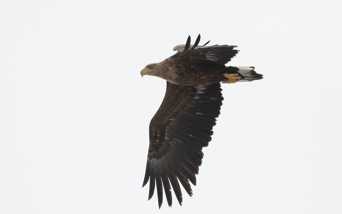 White-tailed Eagle - ML614198158