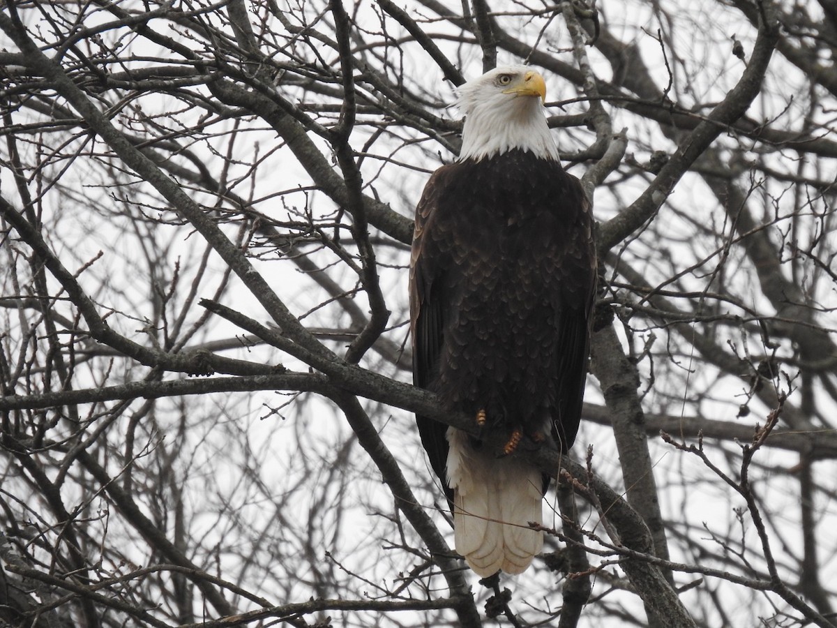 Bald Eagle - ML614198160
