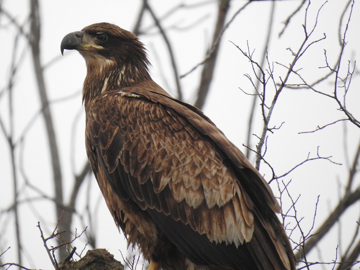 Bald Eagle - ML614198163