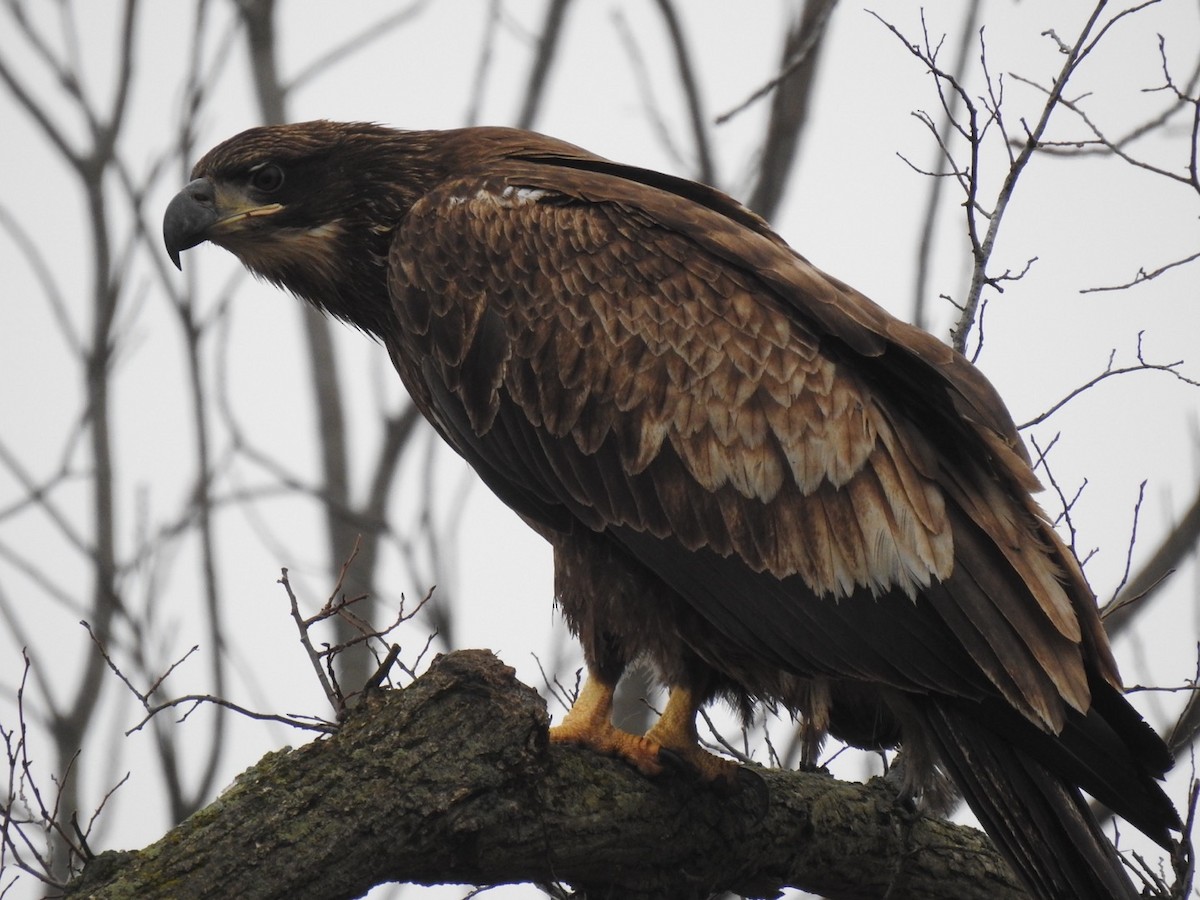 Bald Eagle - ML614198164