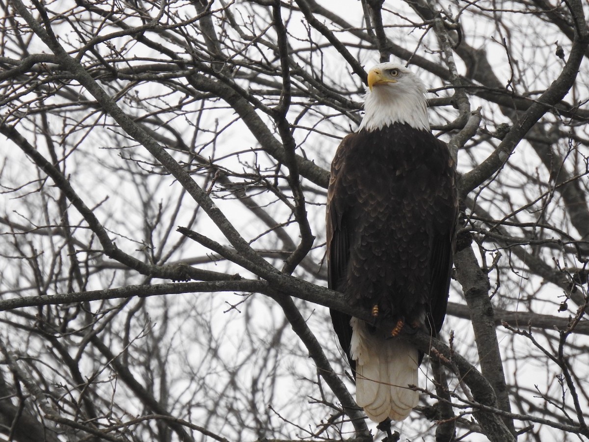 Bald Eagle - ML614198165