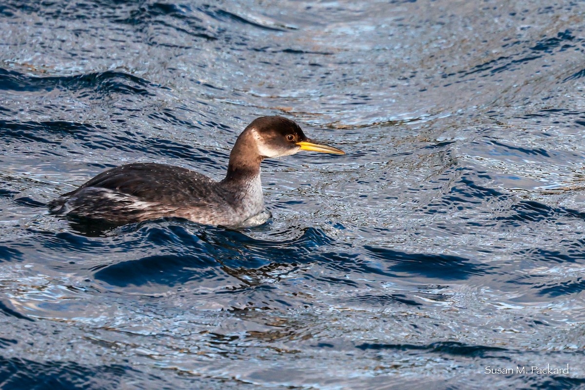 Red-necked Grebe - ML614198166