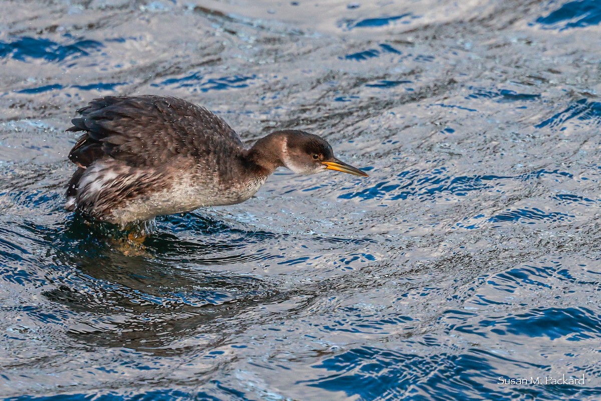 Red-necked Grebe - ML614198167