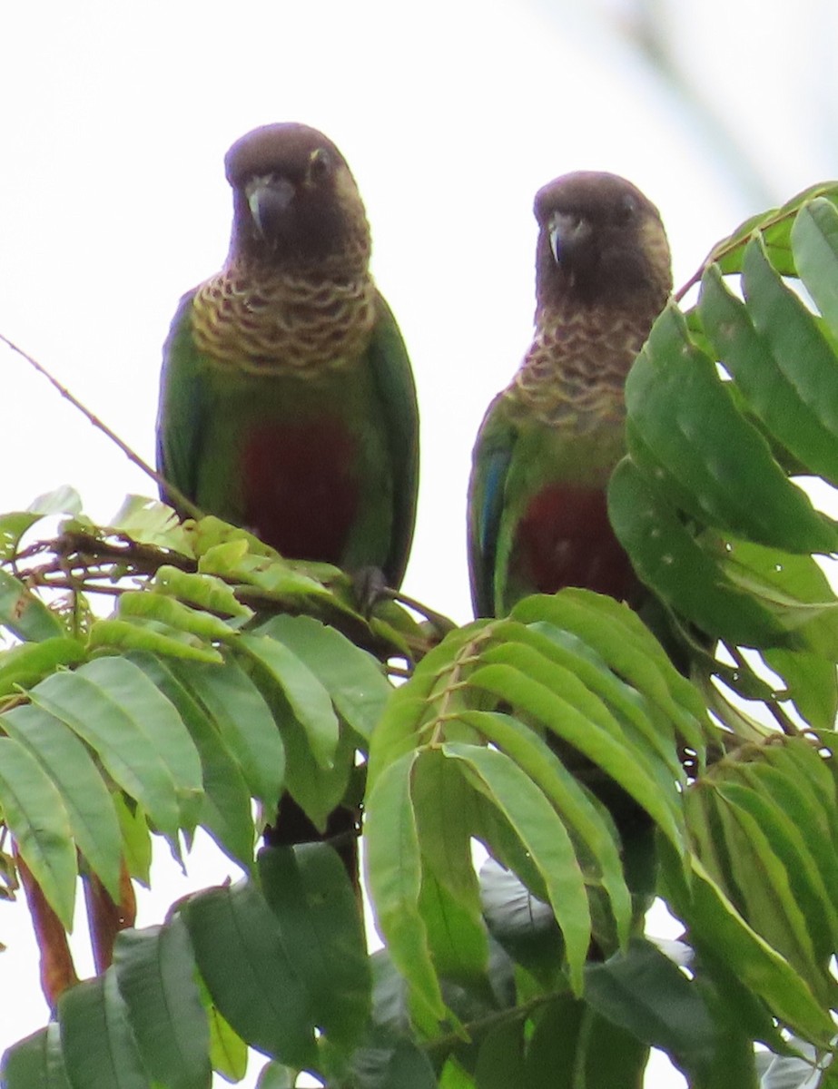 Conure de Bonaparte - ML614198178