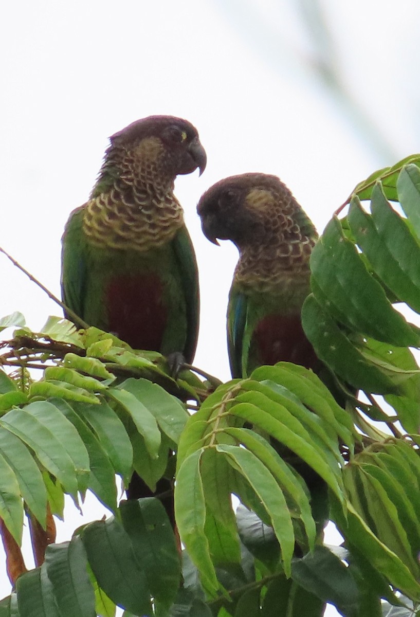 Conure de Bonaparte - ML614198179