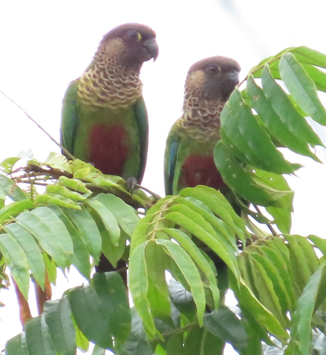 Conure de Bonaparte - ML614198180