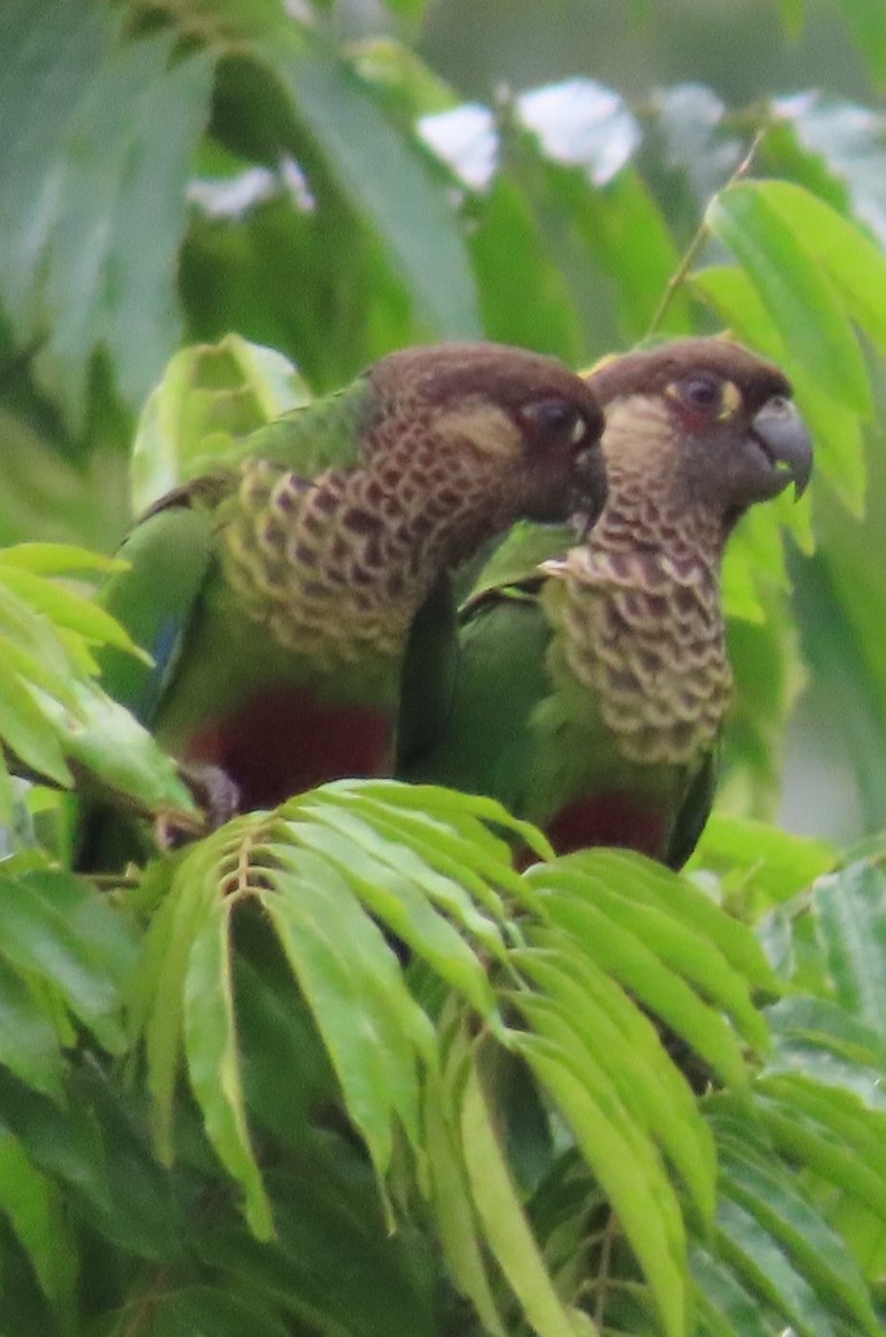 ボナパルトウロコインコ - ML614198181