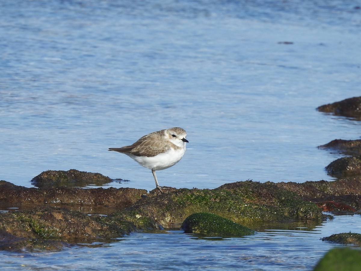 Kentish Plover - ML614198184