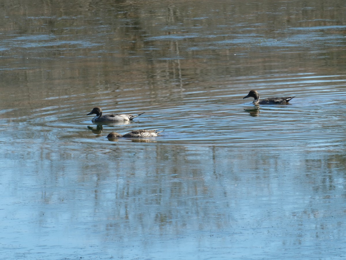 Northern Pintail - Leigh McDougal