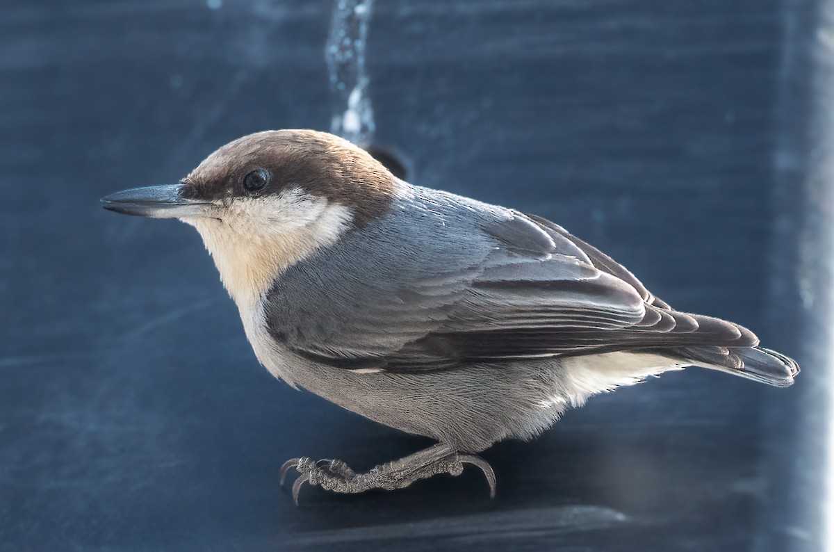 Brown-headed Nuthatch - ML614198252