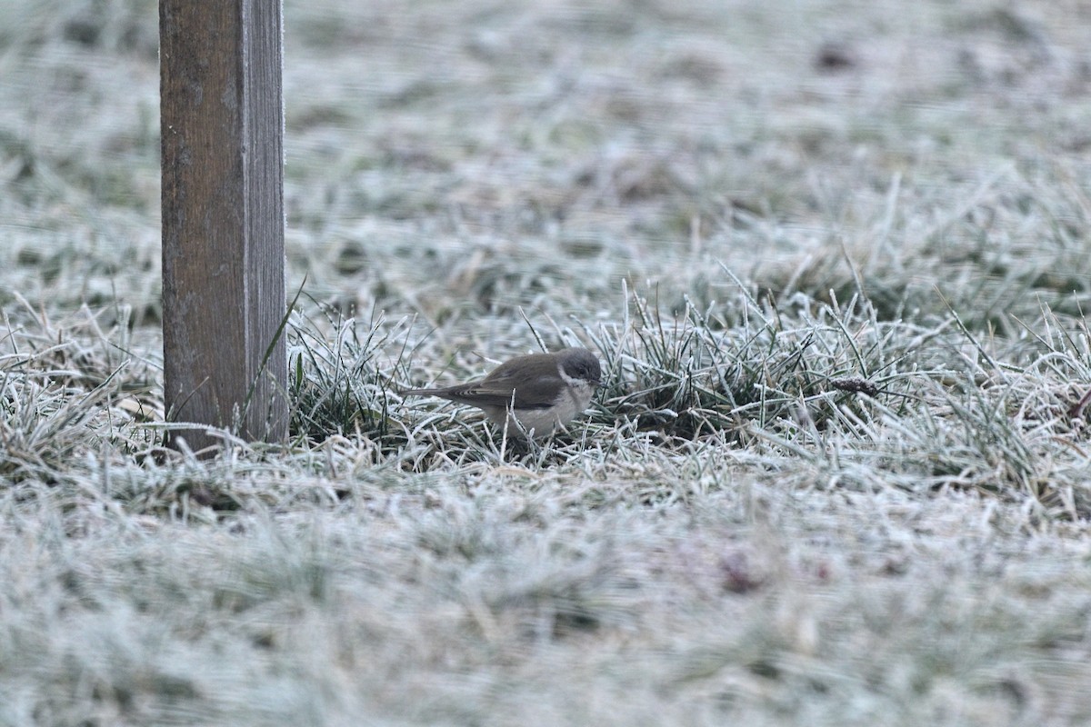 Lesser Whitethroat - ML614198268