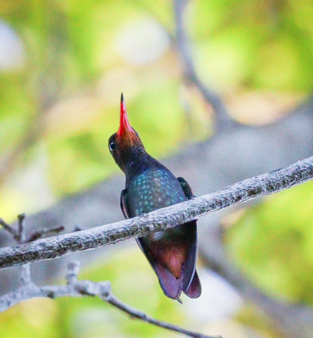 Rufous-throated Sapphire - ML614198379