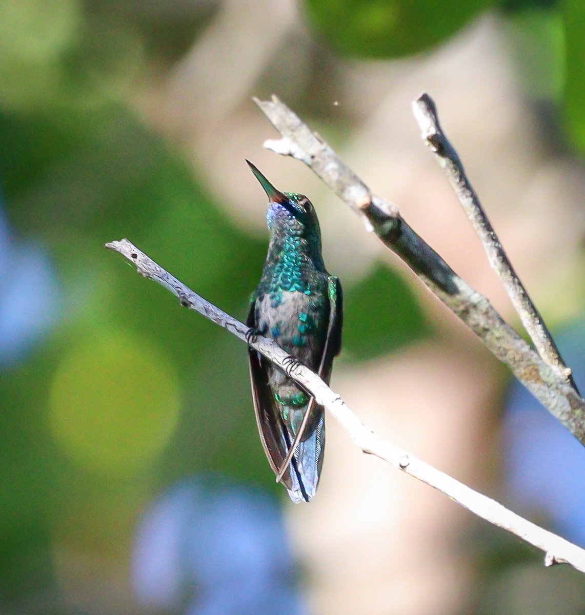 kolibřík modrobradý - ML614198387