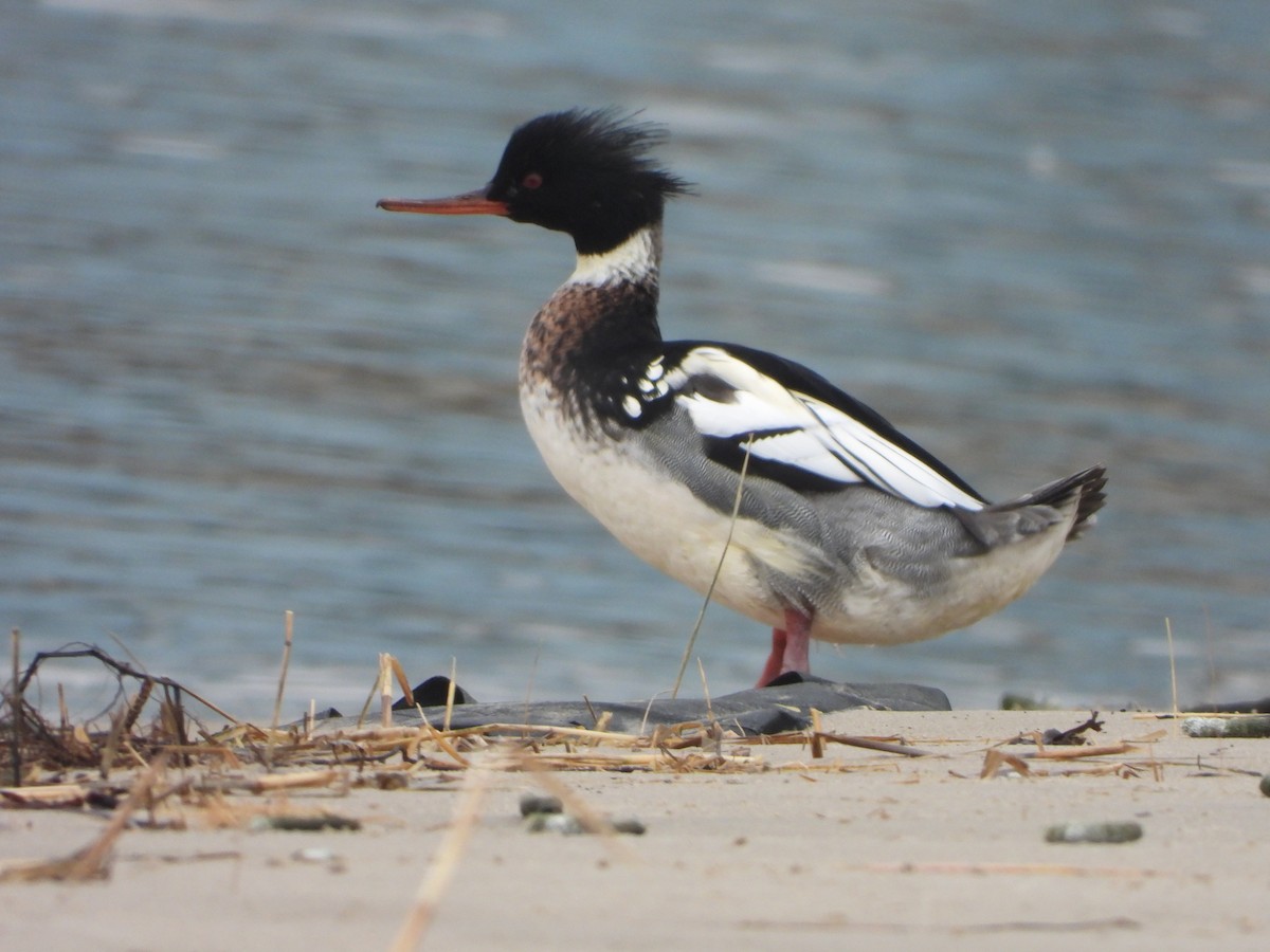 Сэвгэр бохио - ML614198395
