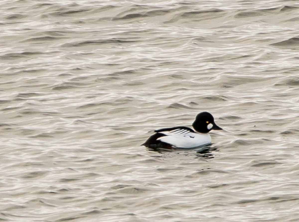 Common Goldeneye - ML614198439