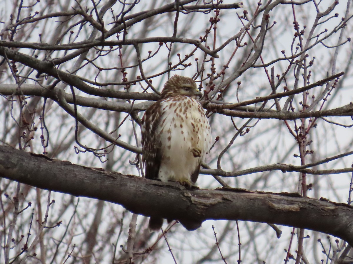 Red-shouldered Hawk - ML614198502