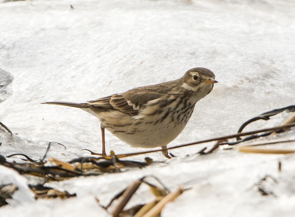 Pipit d'Amérique - ML614198556