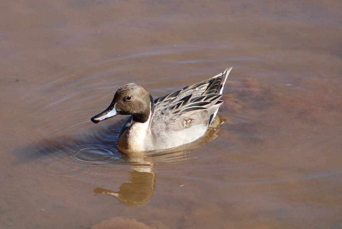 Northern Pintail - Rebekah Dolan