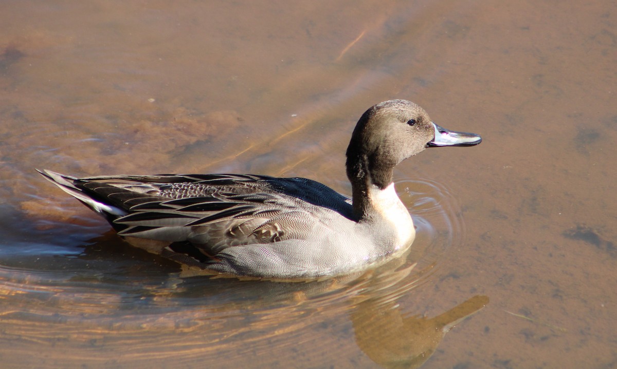 Northern Pintail - Rebekah Dolan