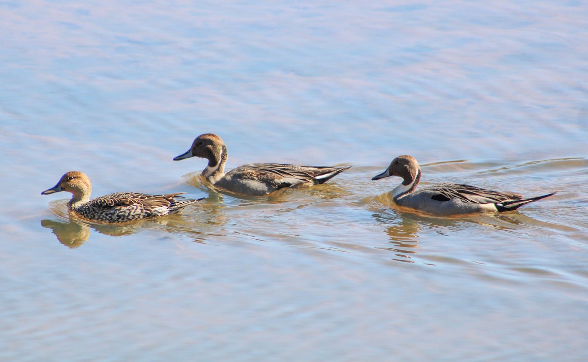 Northern Pintail - Rebekah Dolan