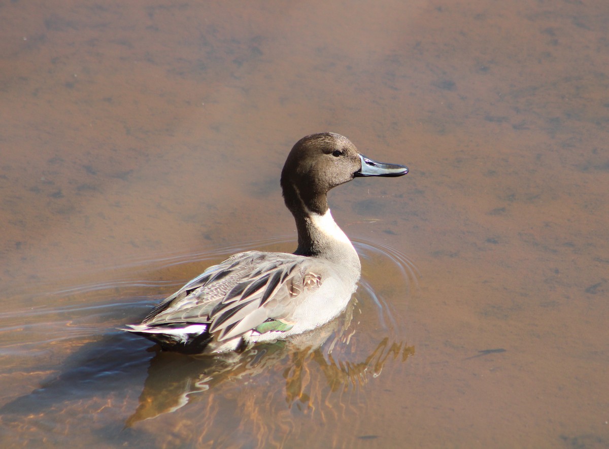 Northern Pintail - ML614198565