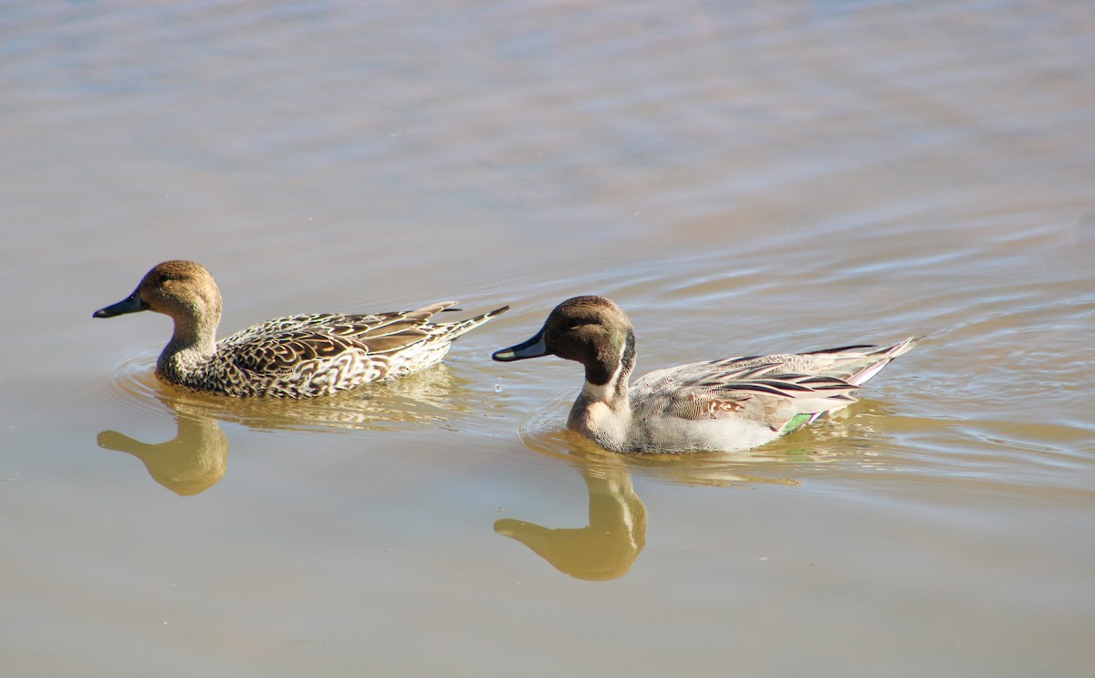 Northern Pintail - ML614198566