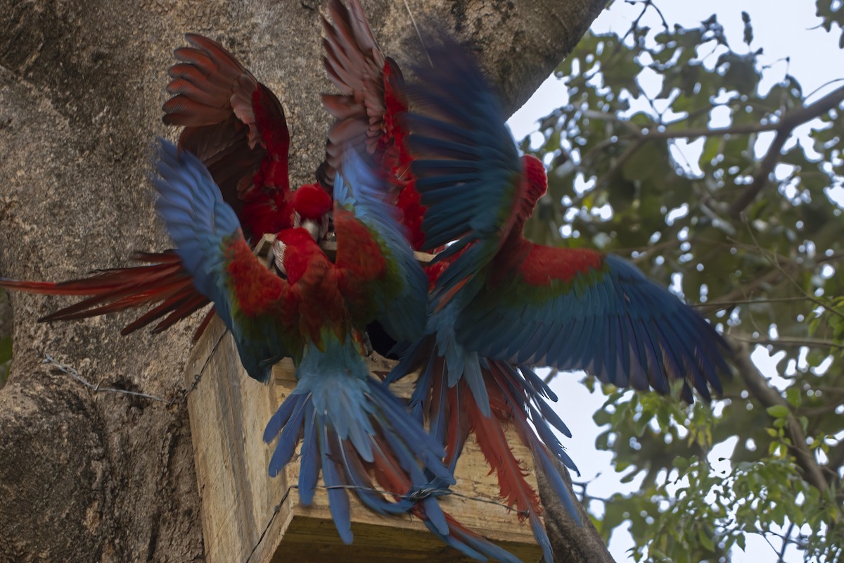 Red-and-green Macaw - ML614198576