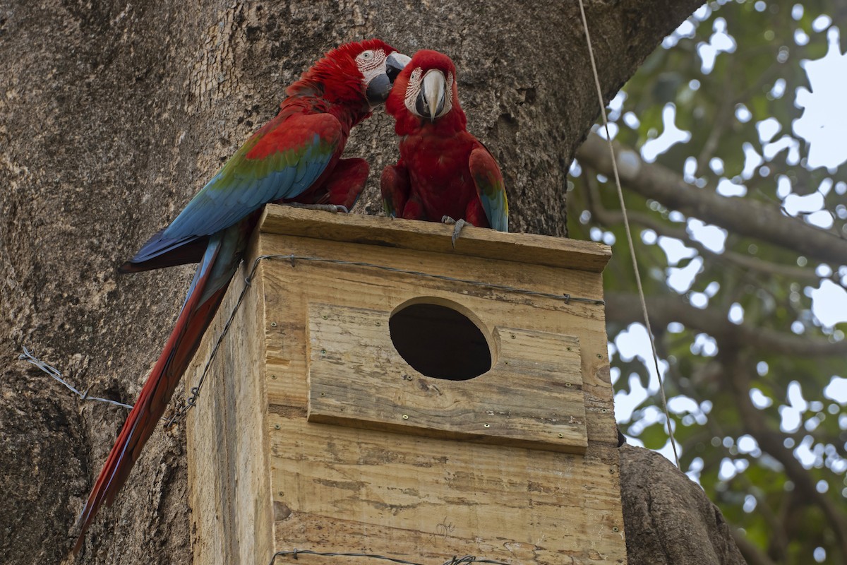 Red-and-green Macaw - ML614198577