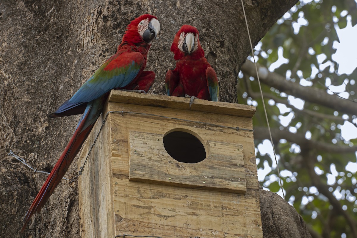 Red-and-green Macaw - ML614198578