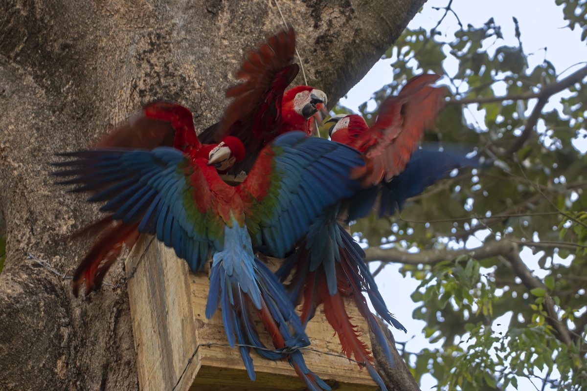 Red-and-green Macaw - ML614198579