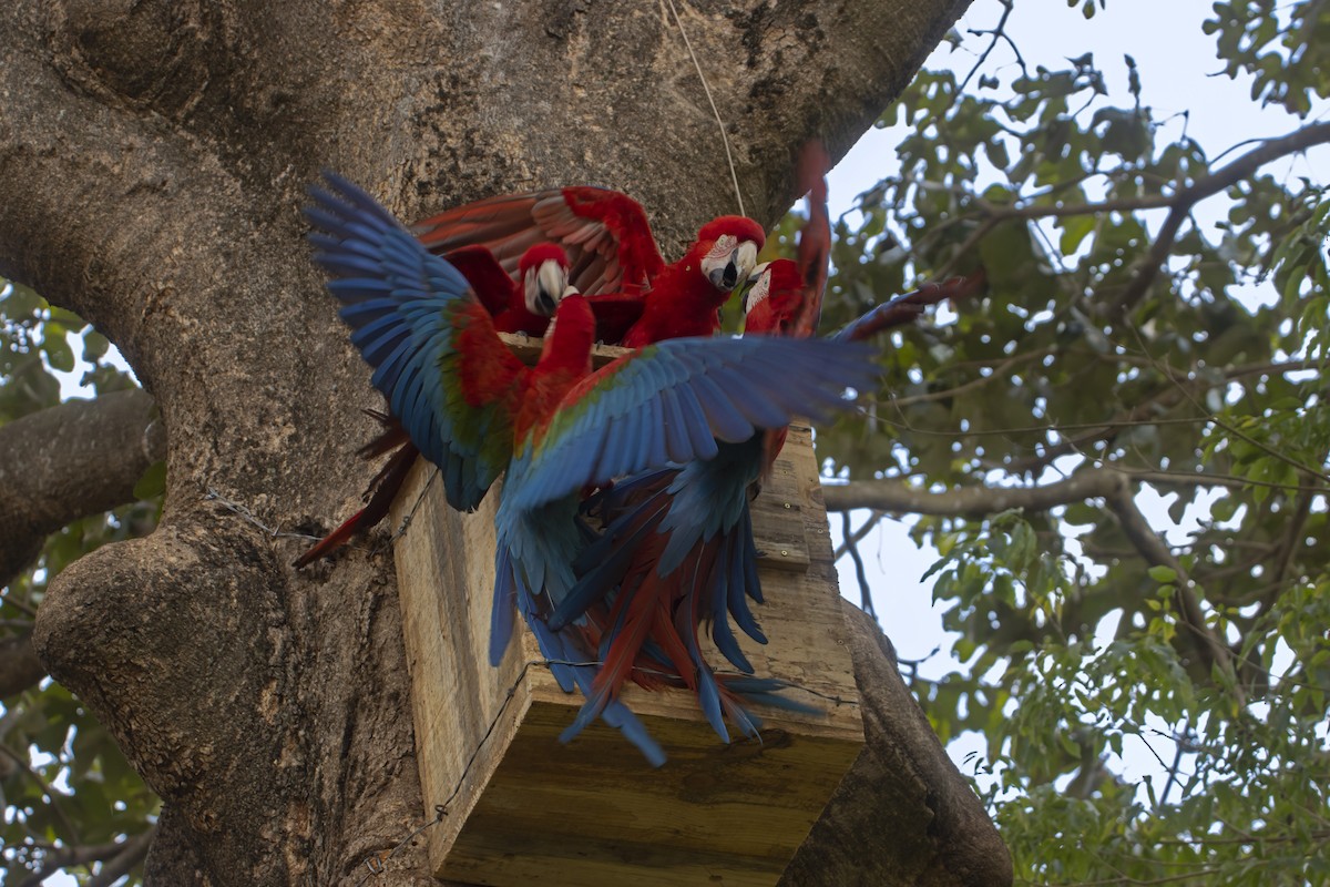 Red-and-green Macaw - ML614198580