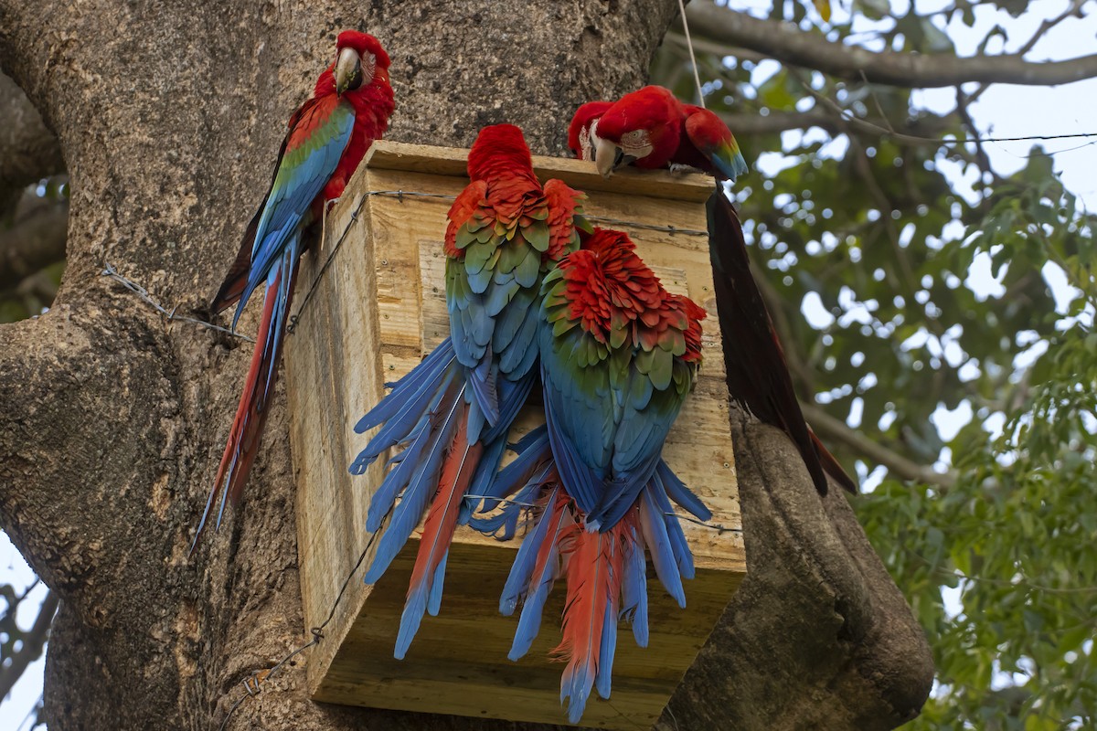 Red-and-green Macaw - ML614198581