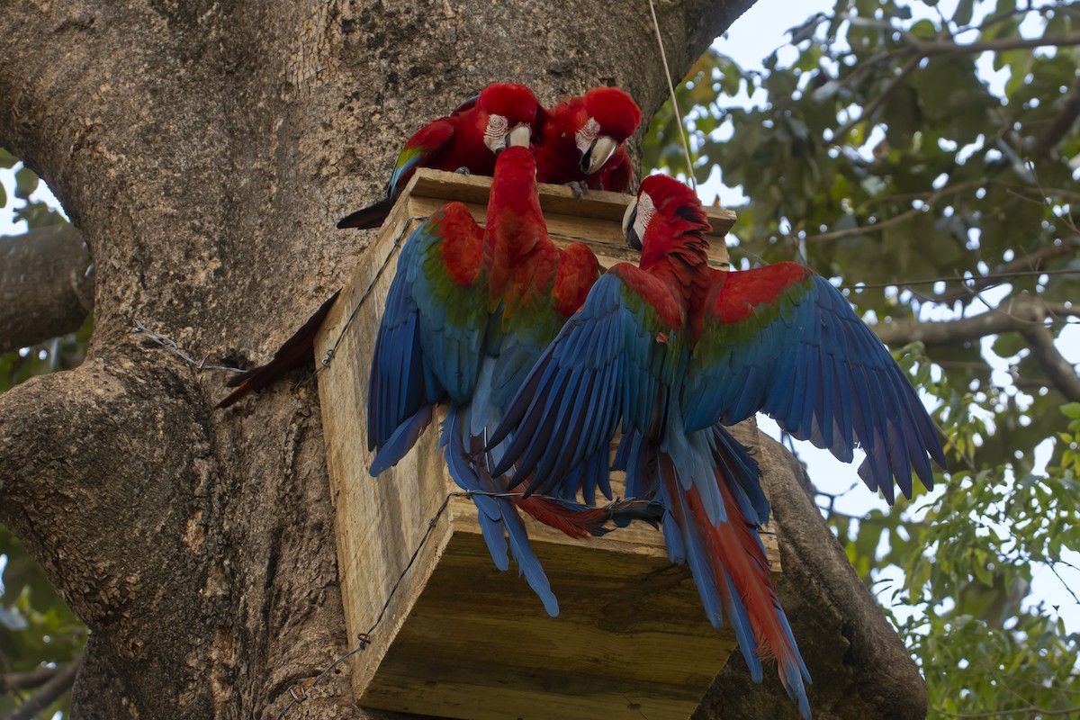 Red-and-green Macaw - Antonio Rodriguez-Sinovas